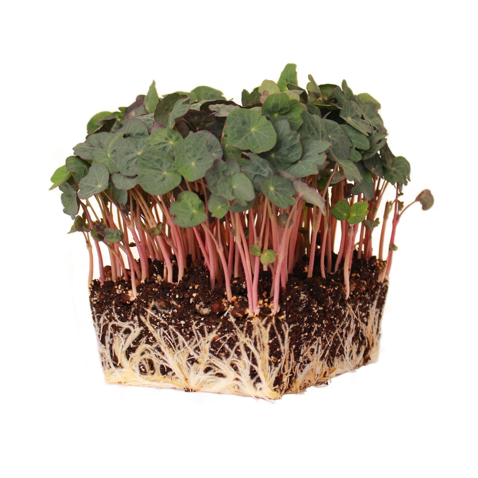 Organic Empress of India Nasturtium Seeds for Planting - 25 Lb Bulk ~88,000 Seeds - Edible Flower Gardening, Microgreens